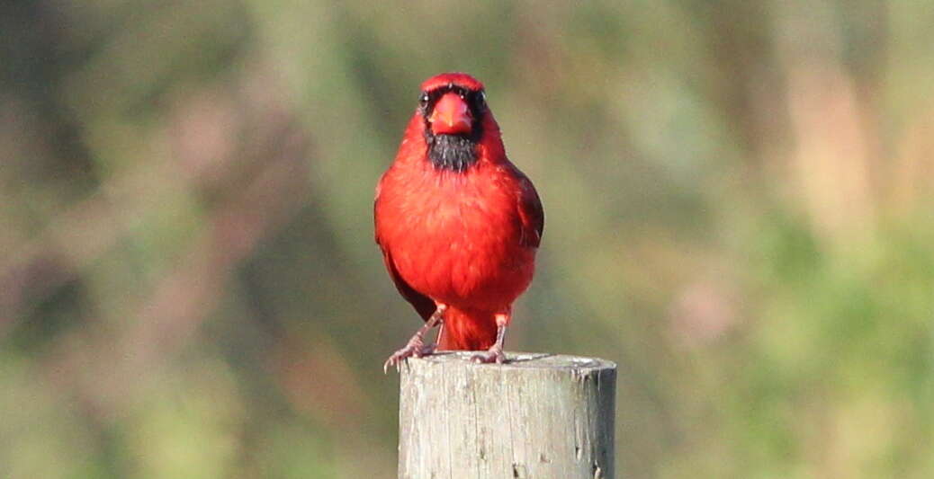 Image of Cardinalis Bonaparte 1838