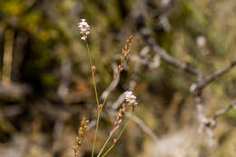 Imagem de Boerhavia wrightii A. Gray