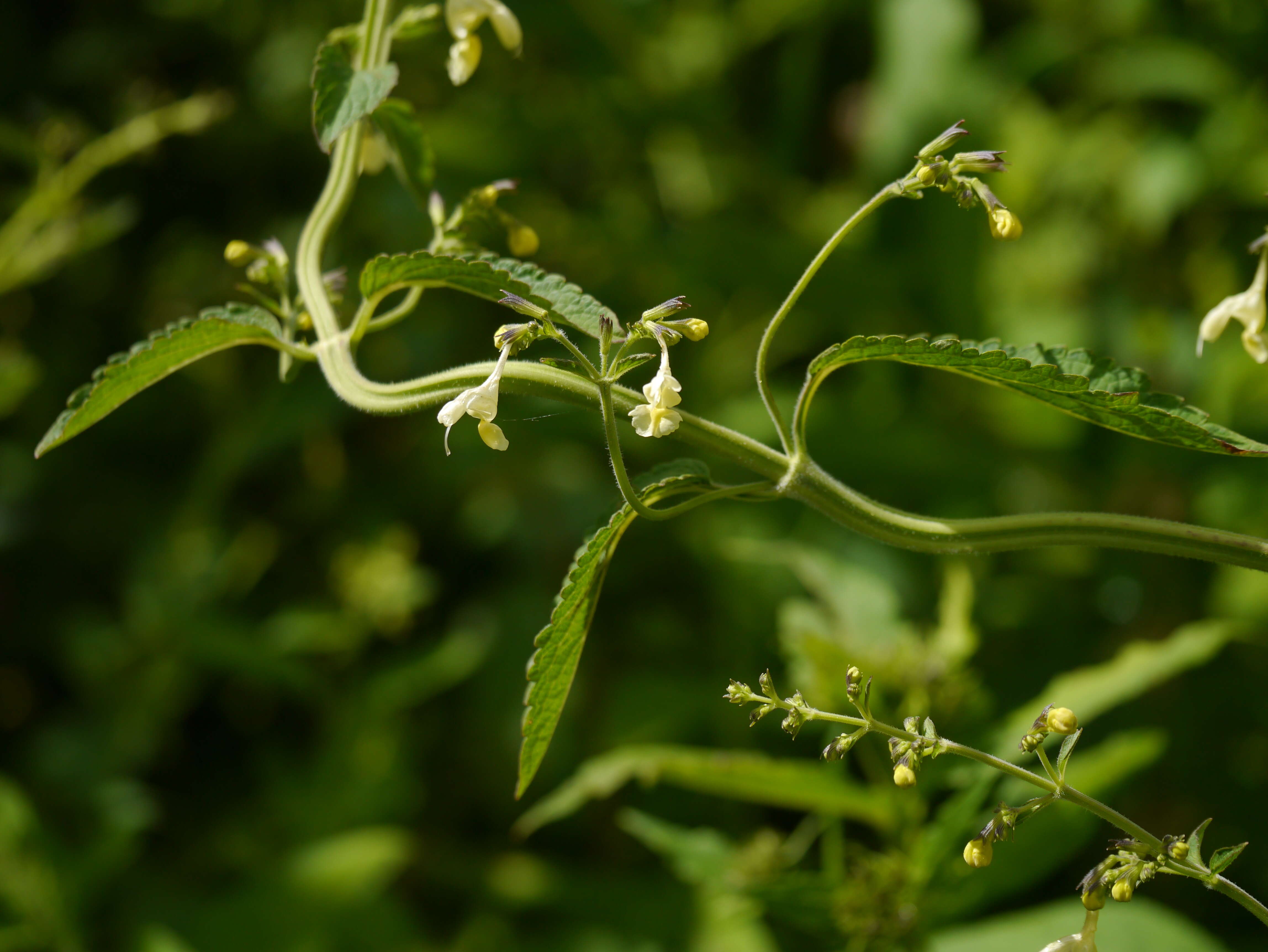 Plancia ëd Nepeta govaniana (Wall. ex Benth.) Benth.