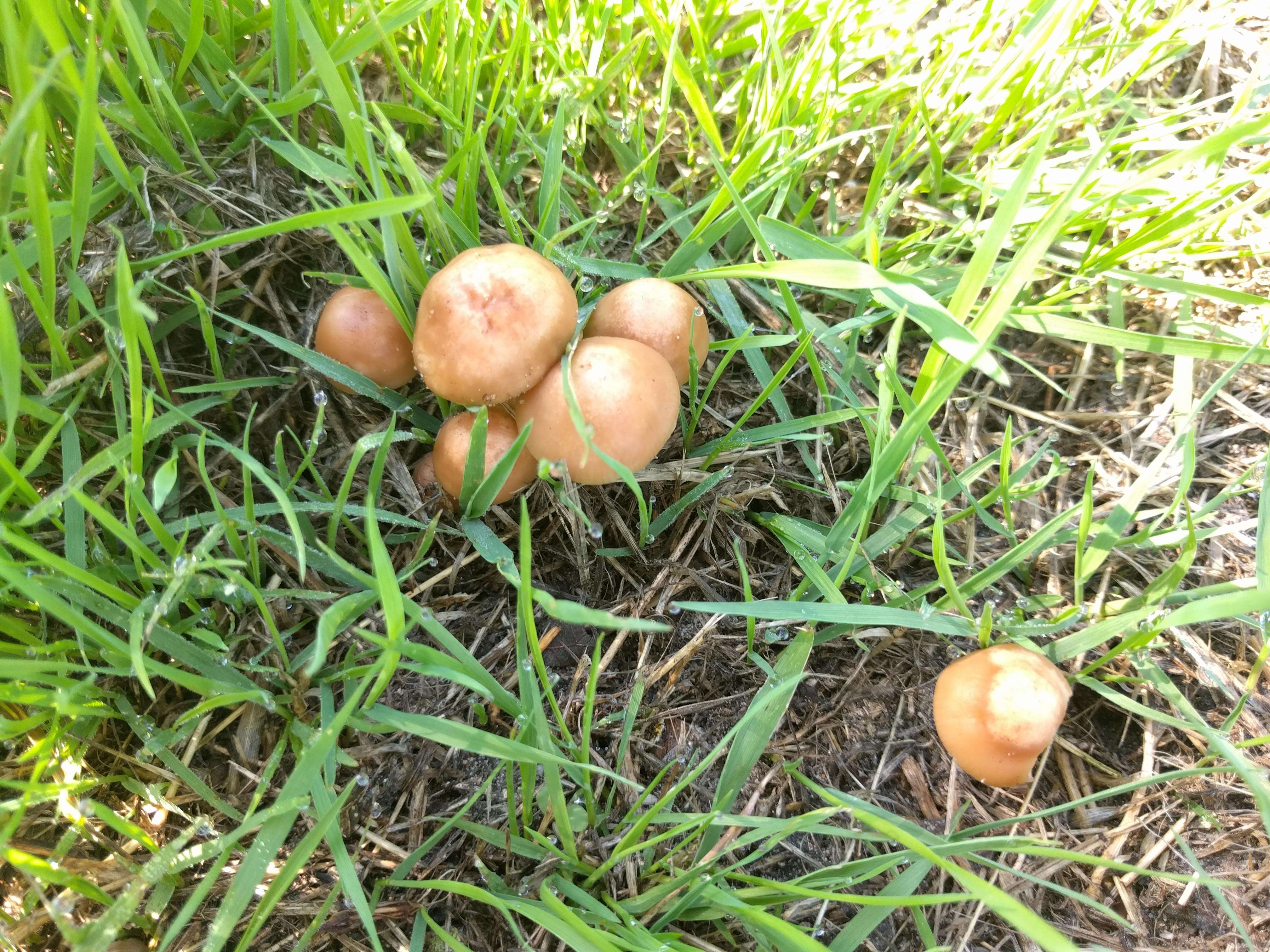 صورة Marasmius oreades (Bolton) Fr. 1836