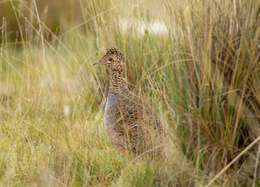 Image of Ornate Tinamou