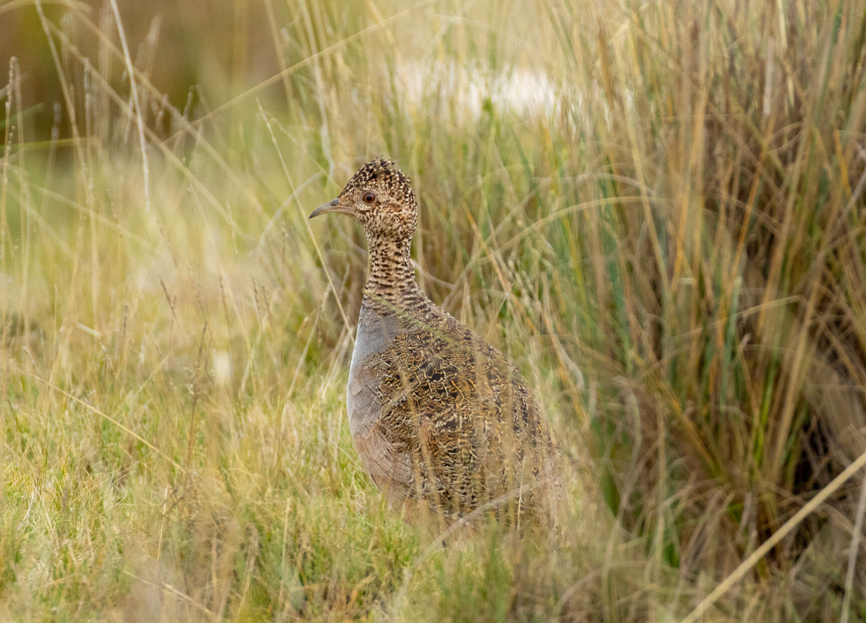 Image of Ornate Tinamou