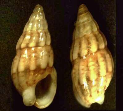 Image of Cape dogwhelk