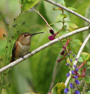 Image of Selasphorus Swainson 1832