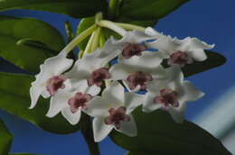 Image of Hoya lanceolata subsp. bella (Hook.) D. H. Kent