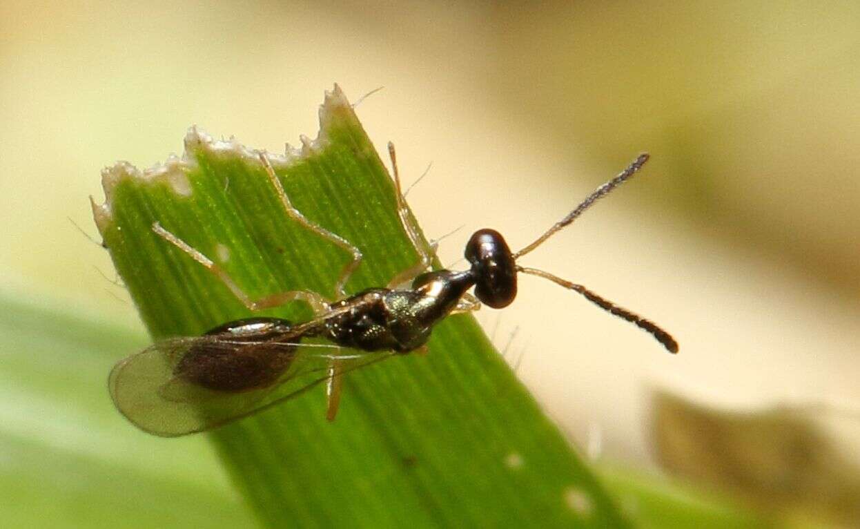 Image of Hemiptarsenus