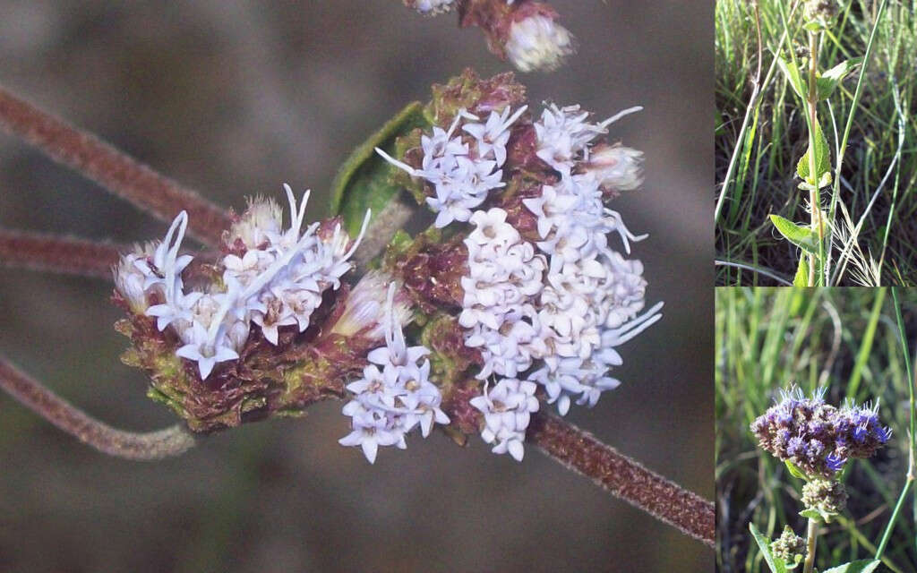 Image of Hemp-agrimony