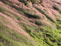 Image of molasses grass