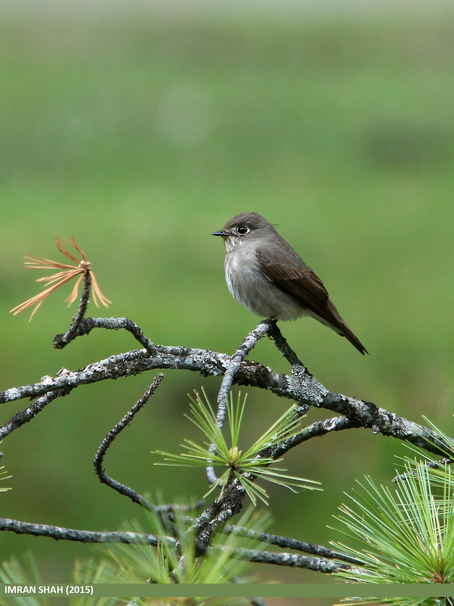 Image of Dark-sided Flycatcher