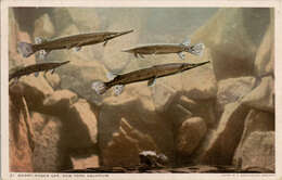 Imagem de Lepisosteus platostomus Rafinesque 1820