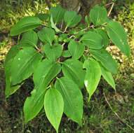 Image de Heptacodium