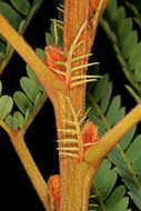 Image of African weeping-wattle