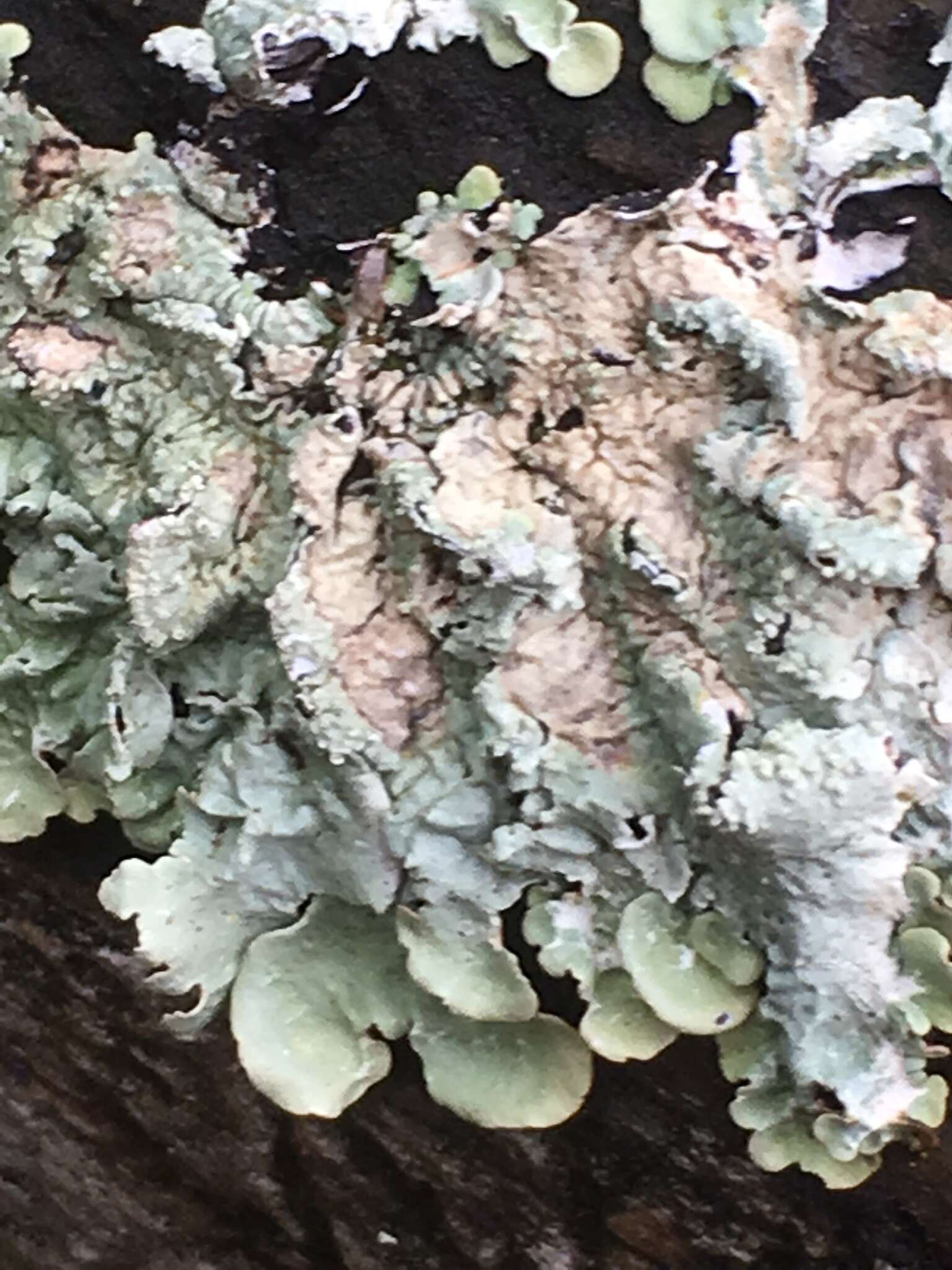 Image of Common greenshield lichen