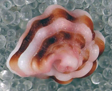 صورة Muricopsis rosea (Reeve 1846)