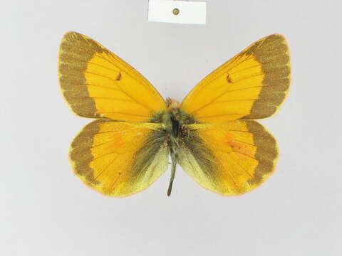 Colias stoliczkana Moore 1878的圖片