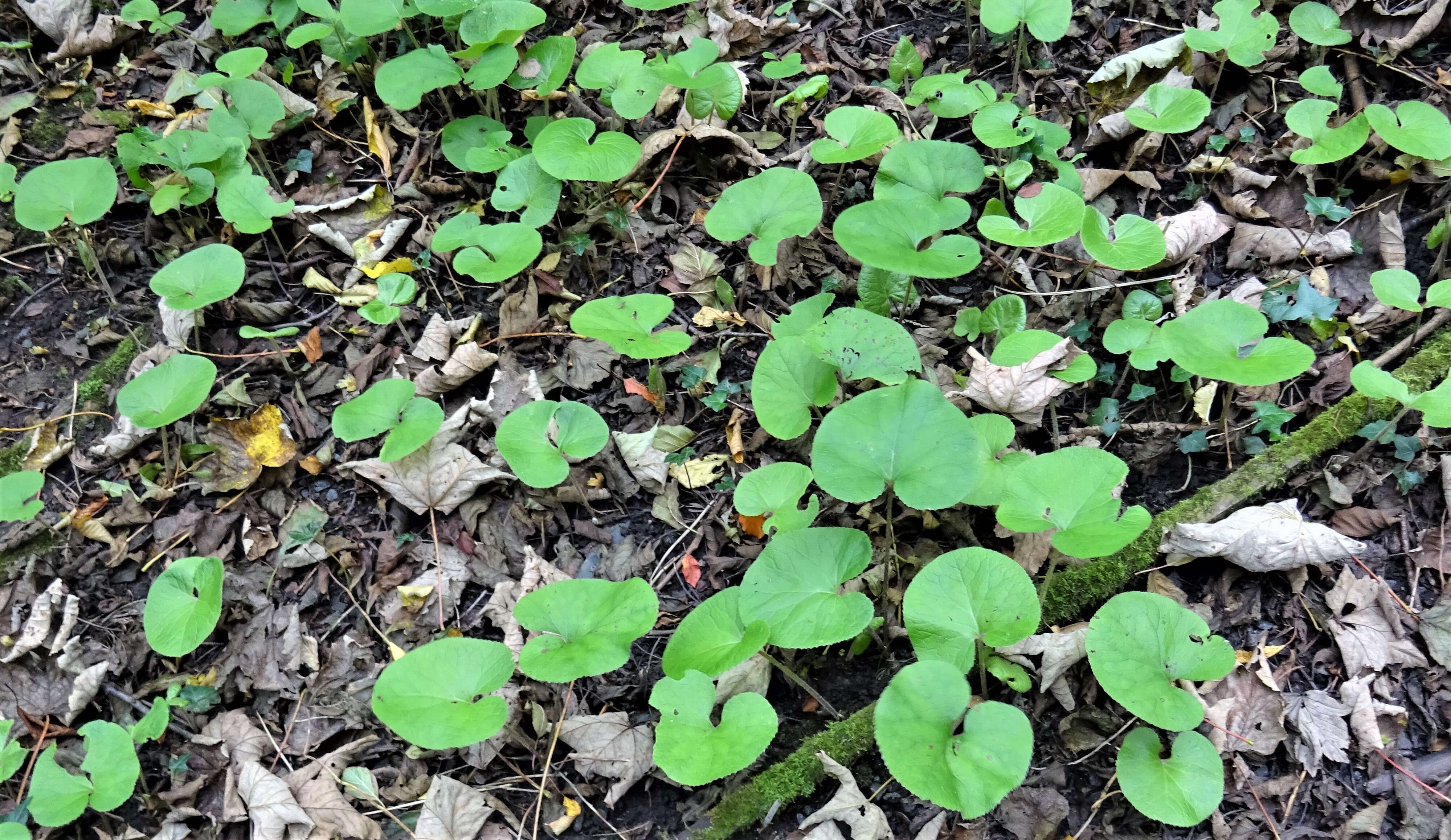 Image of Winter heliotrope