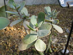 Sivun Kalanchoe farinacea Balf. fil. kuva