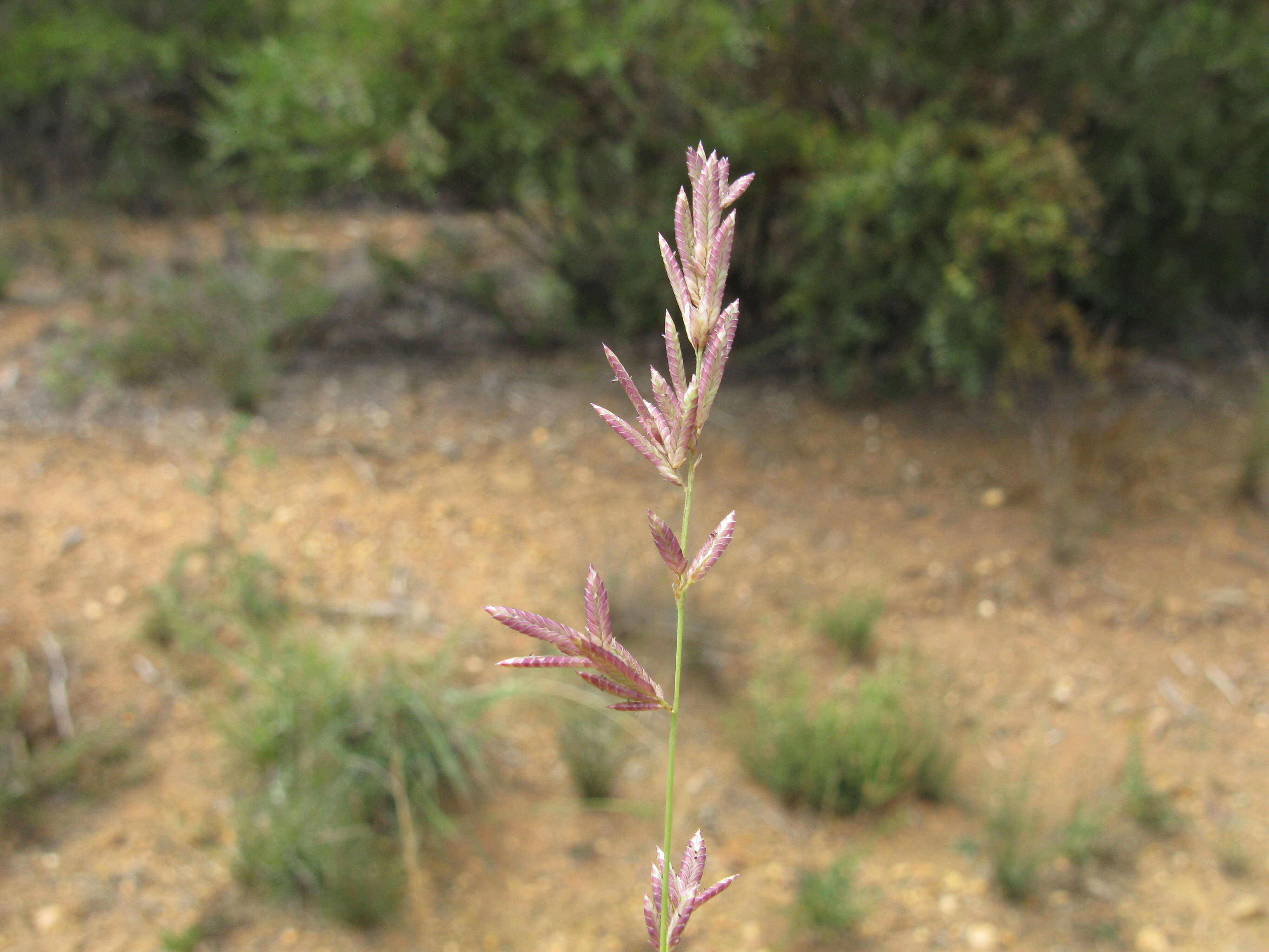 Image de Eragrostis brownii (Kunth) Nees