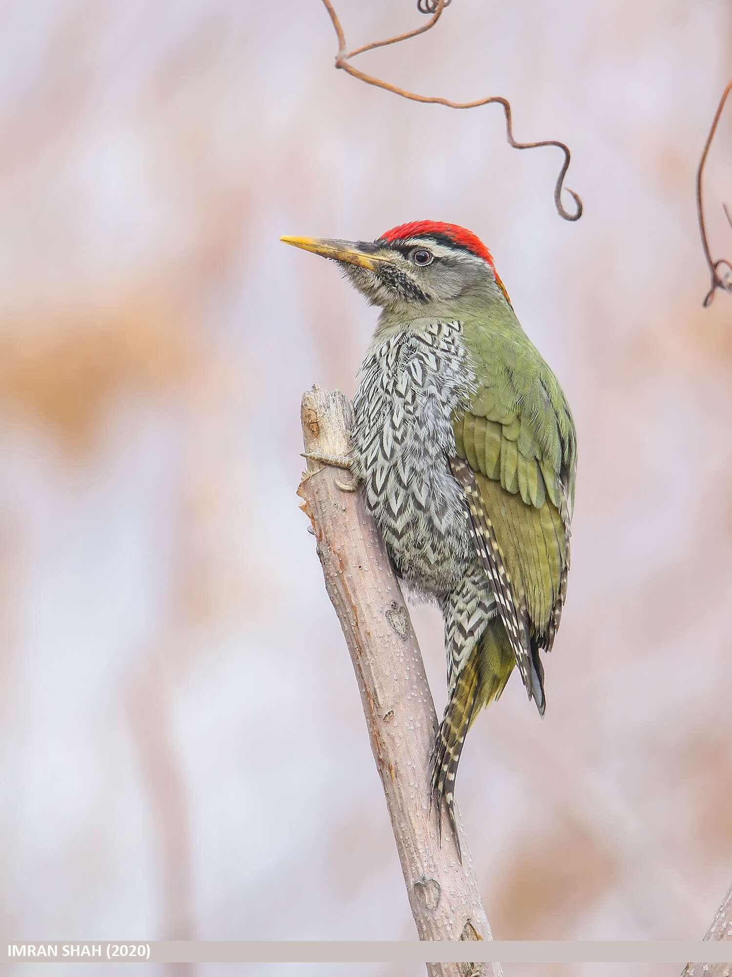 Image of Scaly-bellied Woodpecker