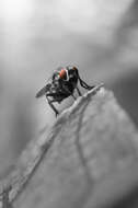 Image of root-maggot flies