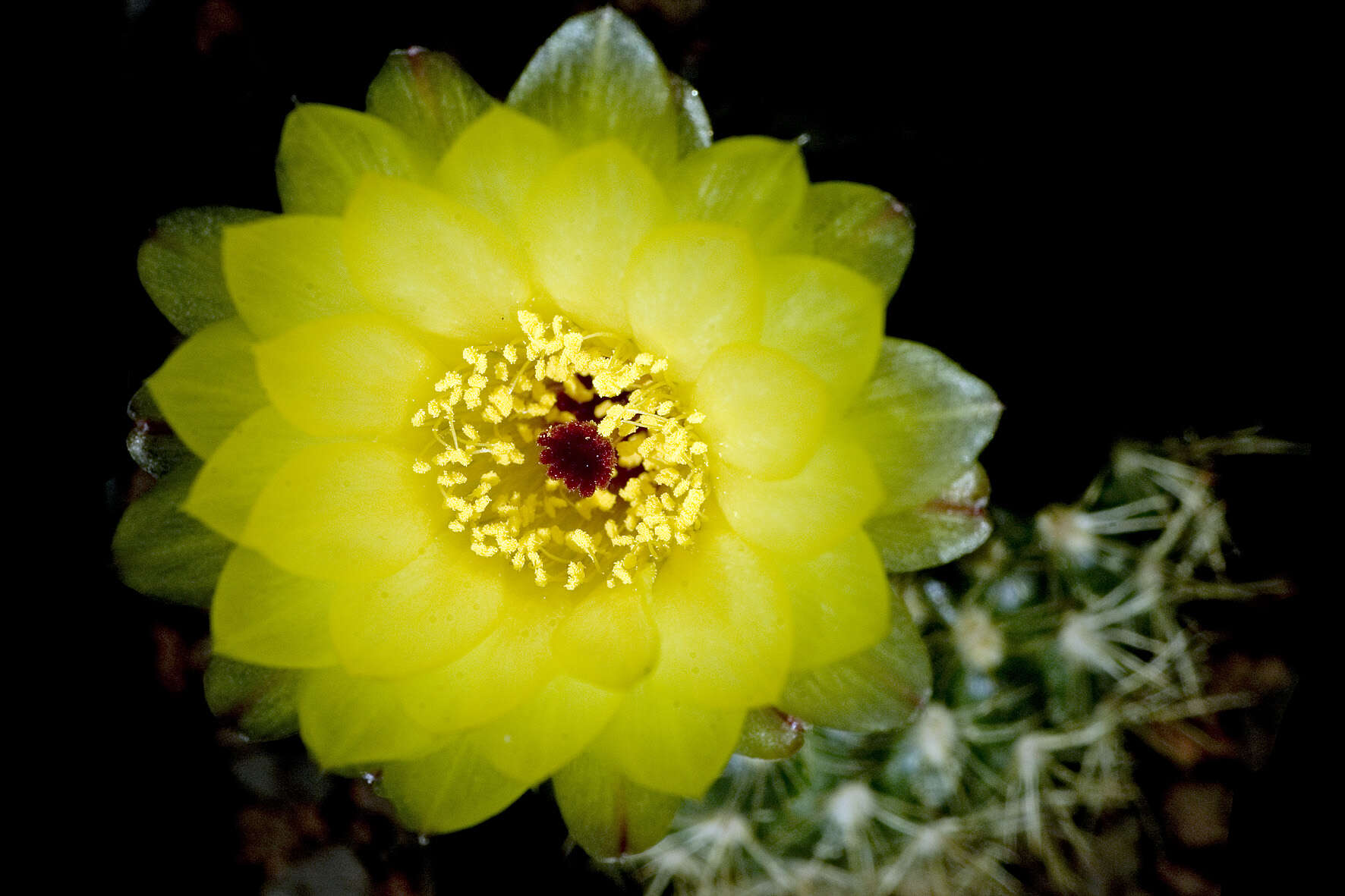 Image of Cactus