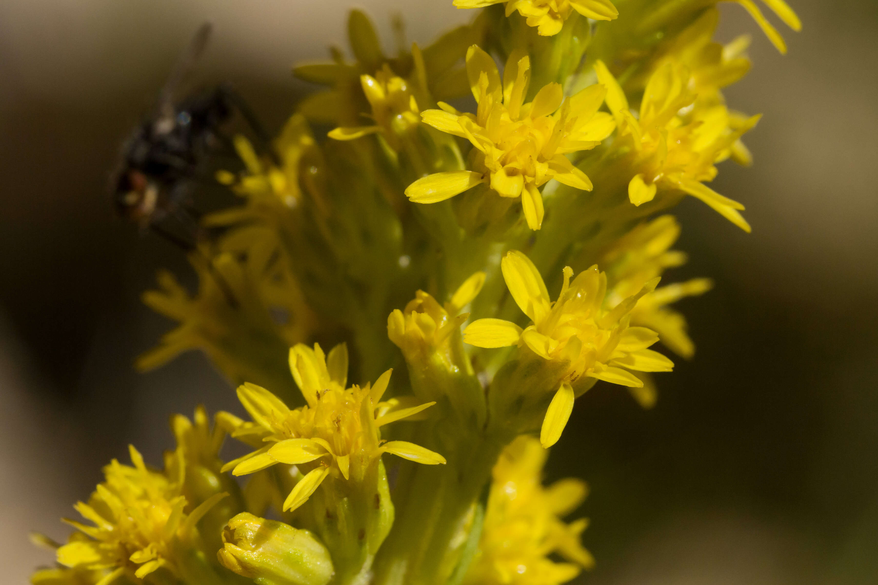 Image of Mt. Albert goldenrod