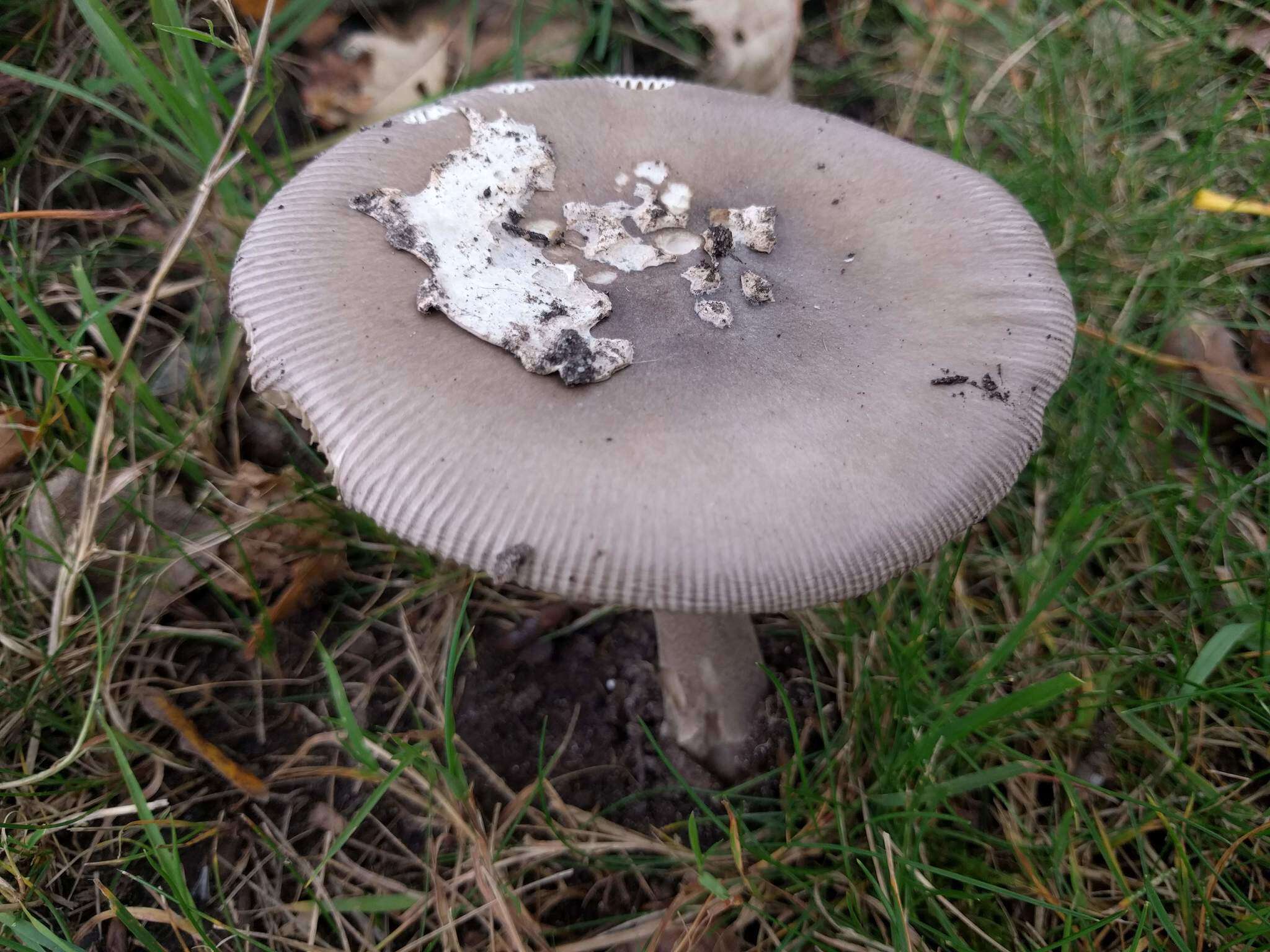 Image of Amanita vaginata (Bull.) Lam. 1783