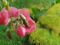 Image of tuberous pea