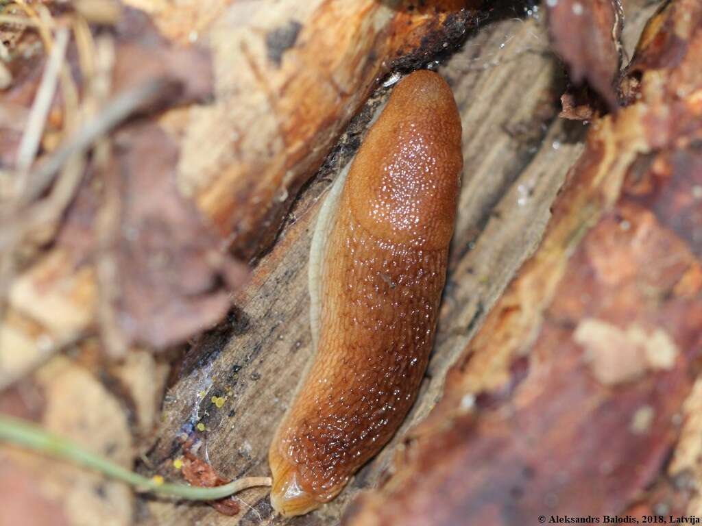 Image of Dusky Slug