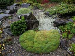 Imagem de Dianthus anatolicus Boiss.