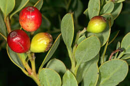 Image of Coastal tannin-bush