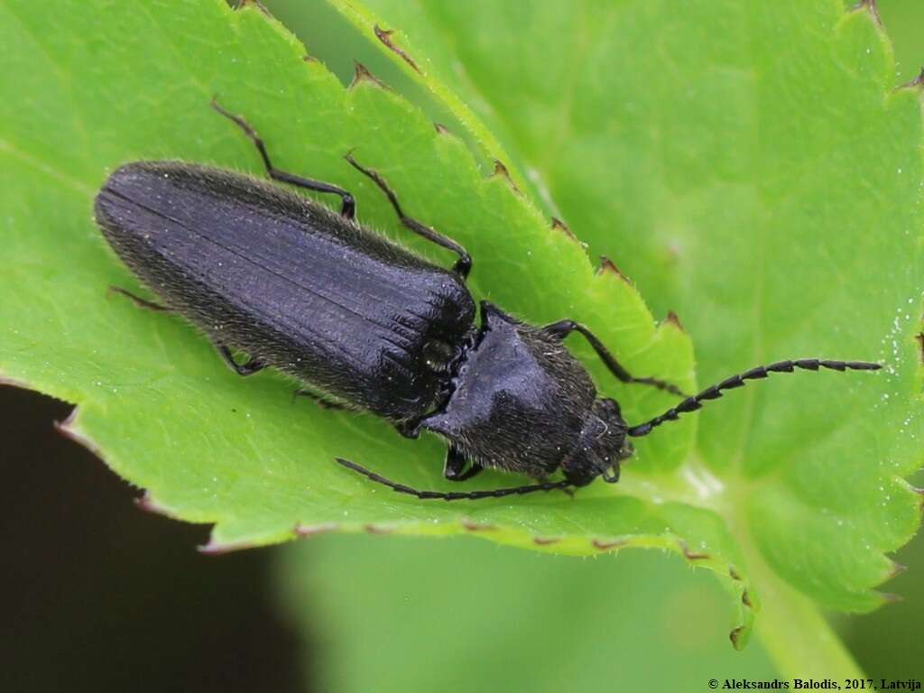 Image of Hemicrepidius niger