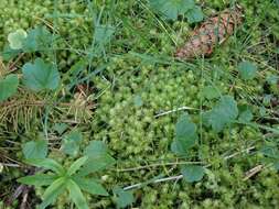 Image of Electrified Cat's Tail Moss