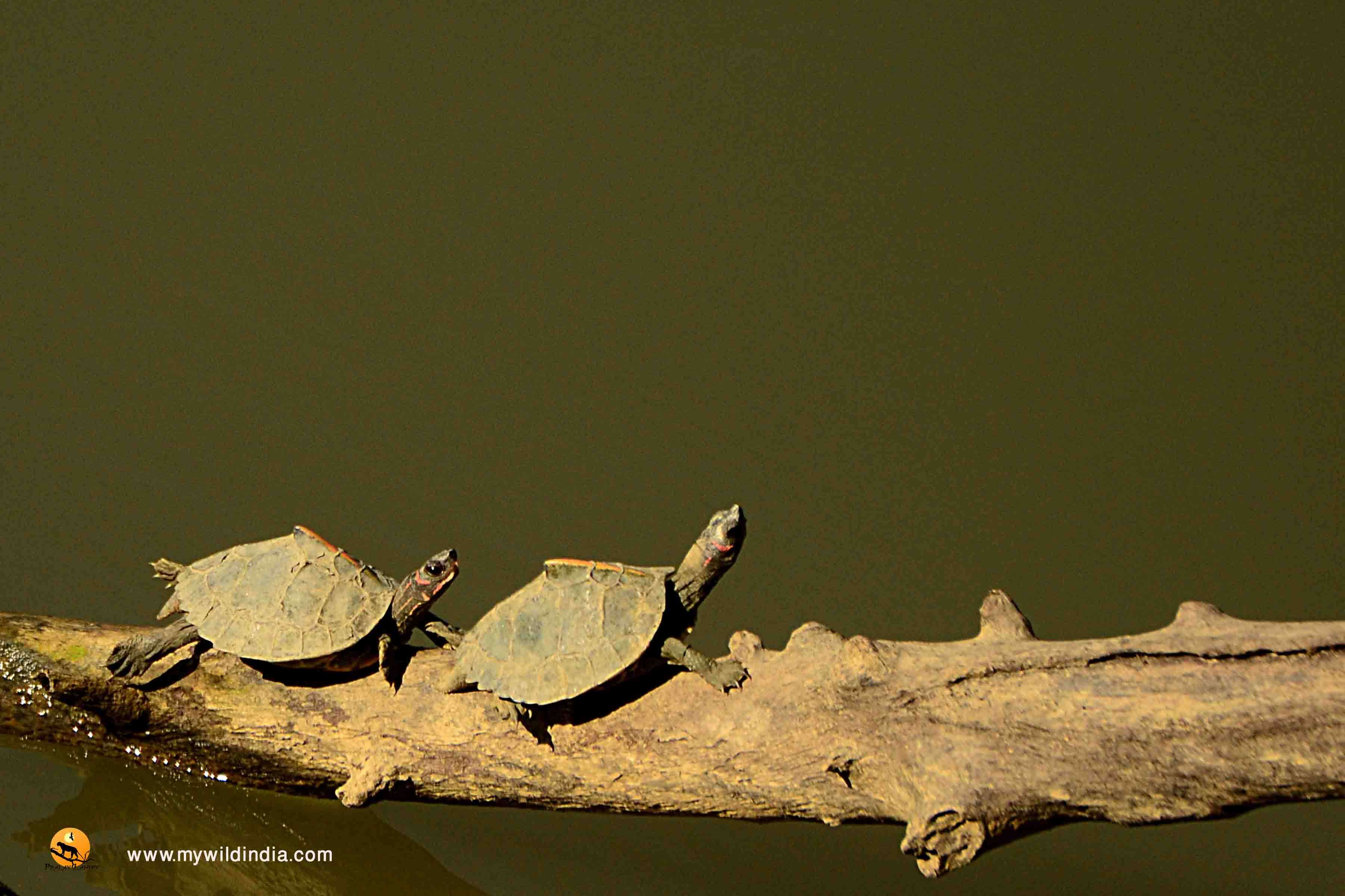 Image of Assam Roofed Turtle