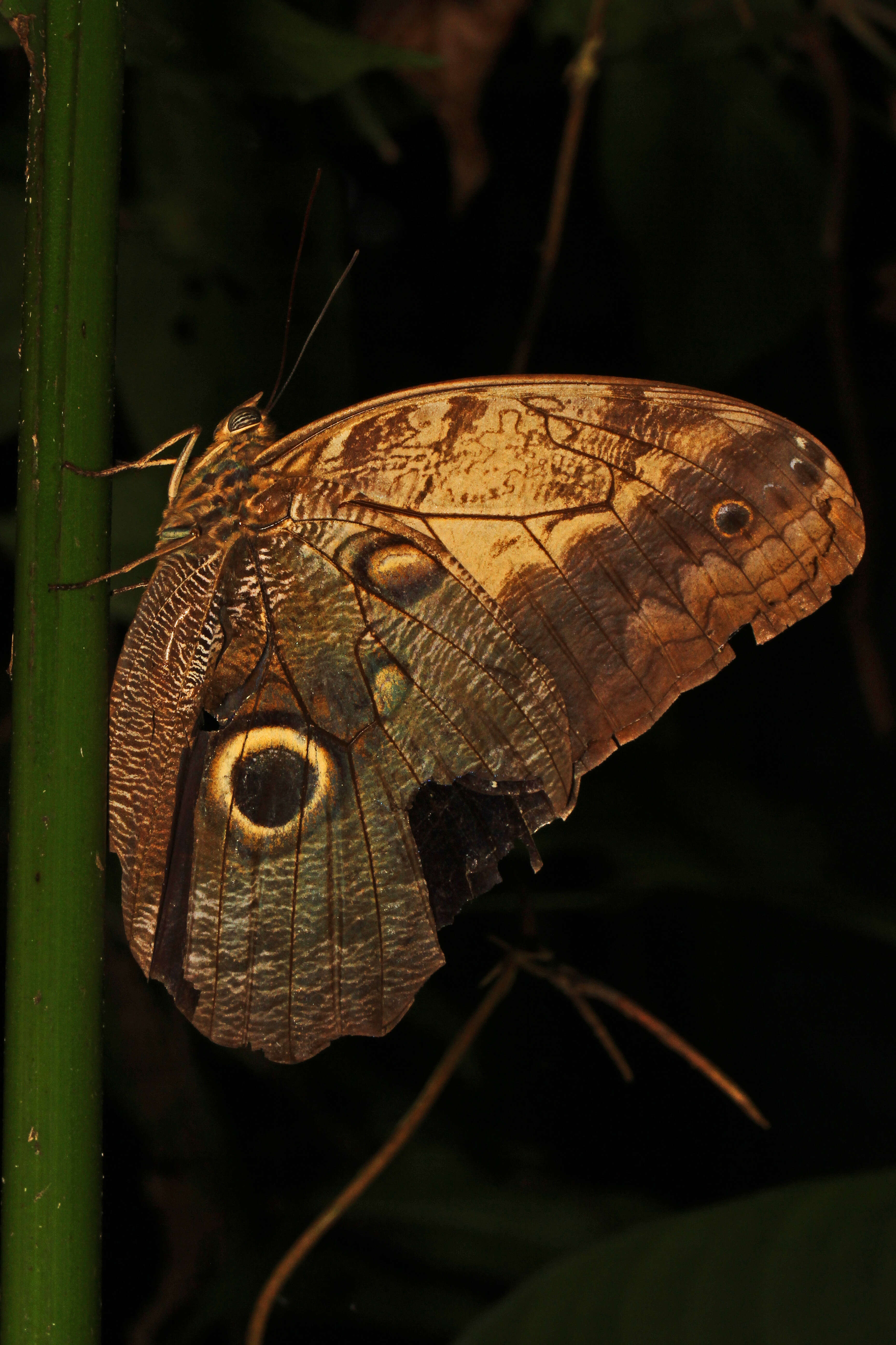 Image of Caligo telamonius