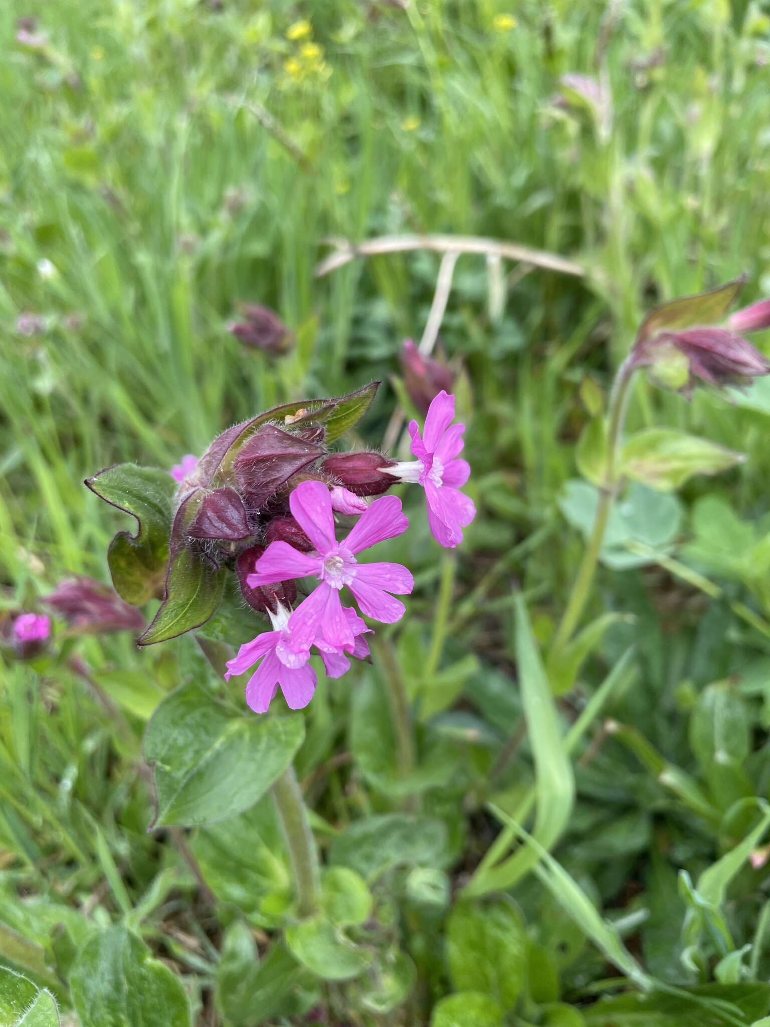 صورة Silene dioica (L.) Clairv.