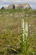 Image of Tall white bog orchid