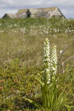 Image of Tall white bog orchid