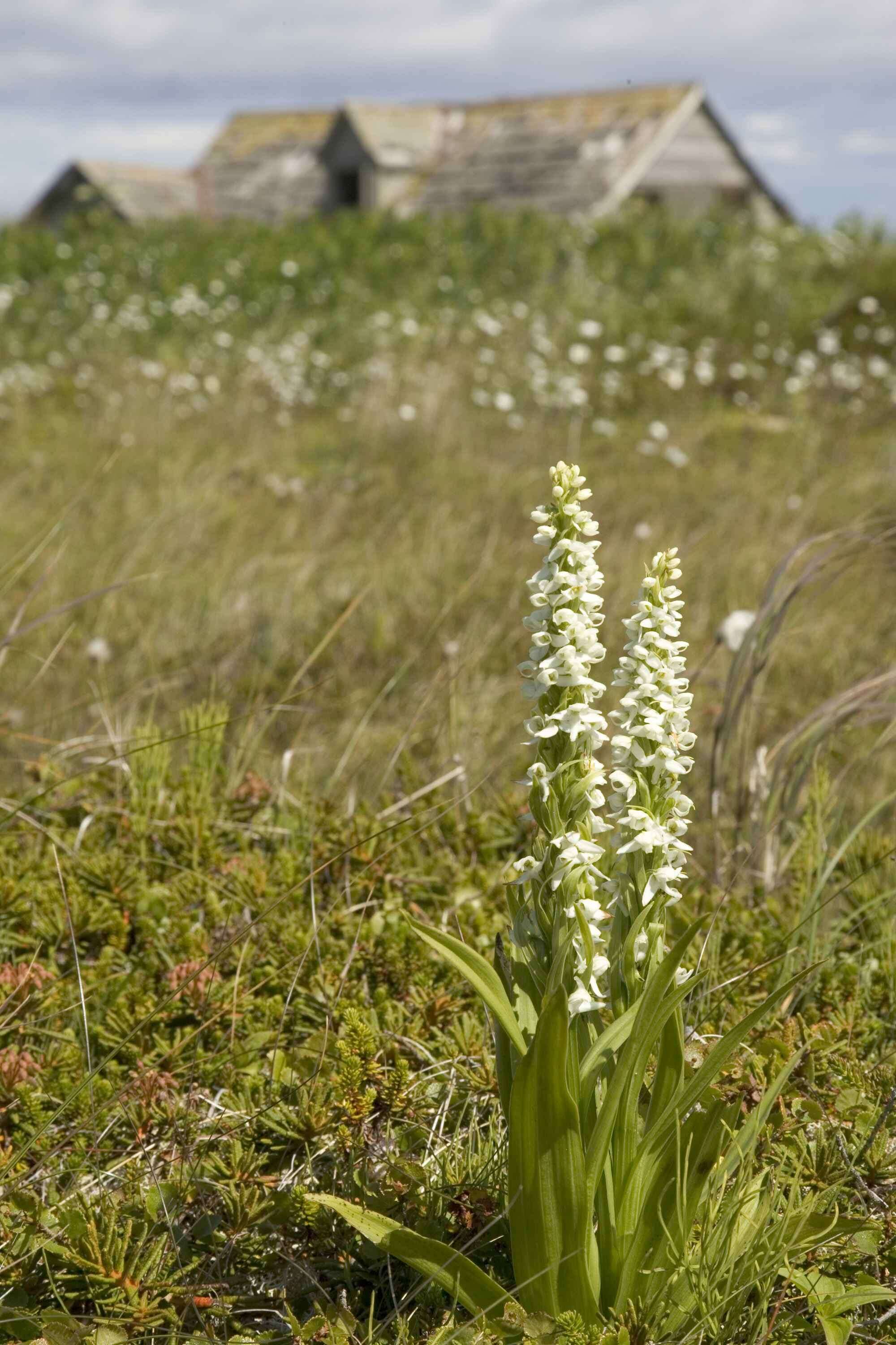 Image of Tall white bog orchid