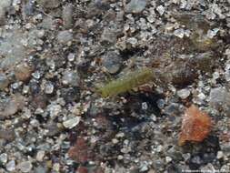 Image of Isotoma viridis Bourlet & C 1839