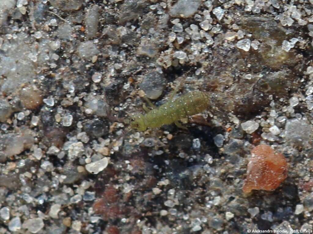 Image of Isotoma viridis Bourlet & C 1839