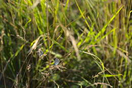 Image of Plebejus idas