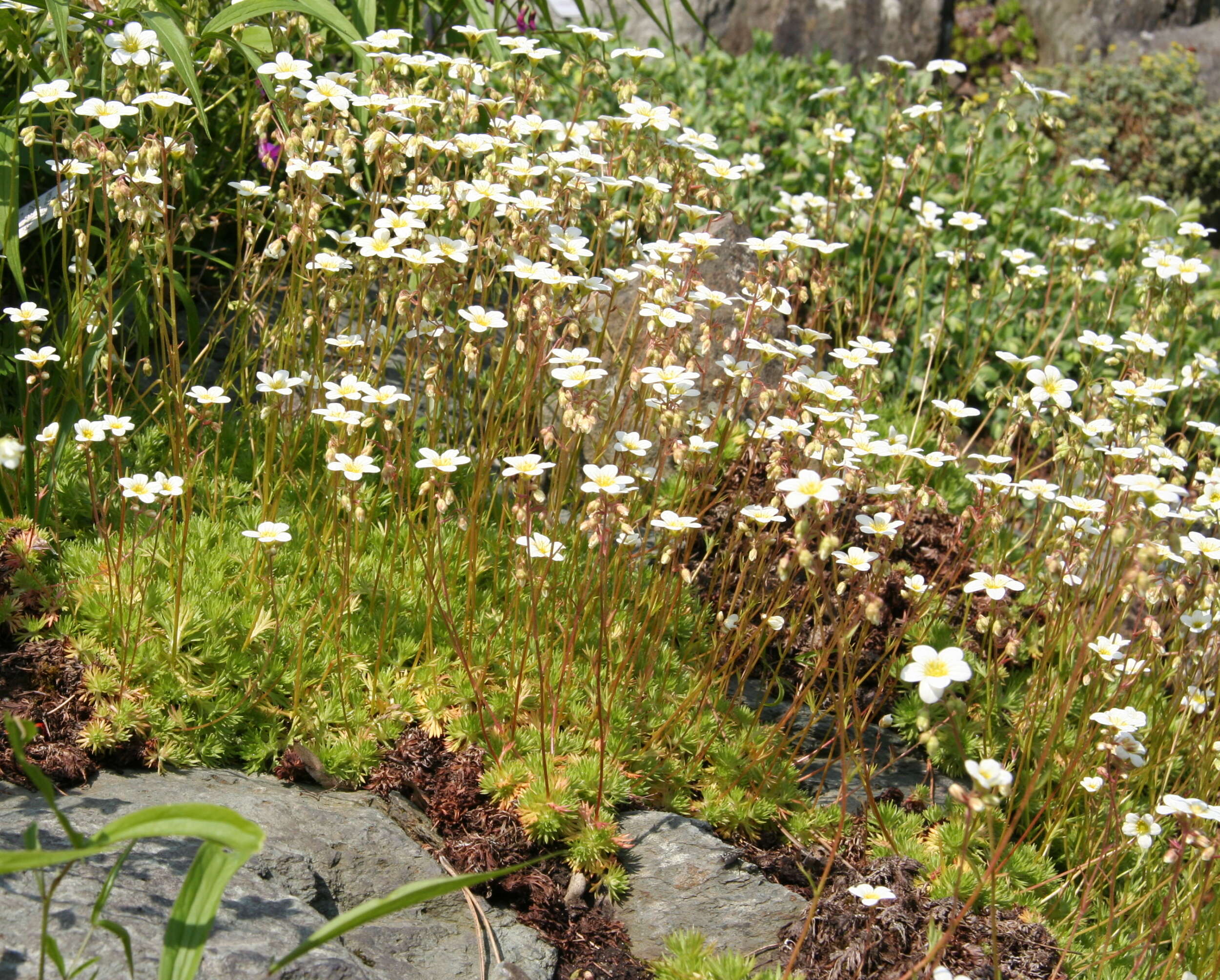 Imagem de Saxifraga rosacea Moench