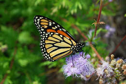 Image of Pinked Mistflower