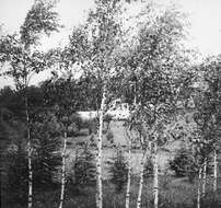 Image of Common Birch