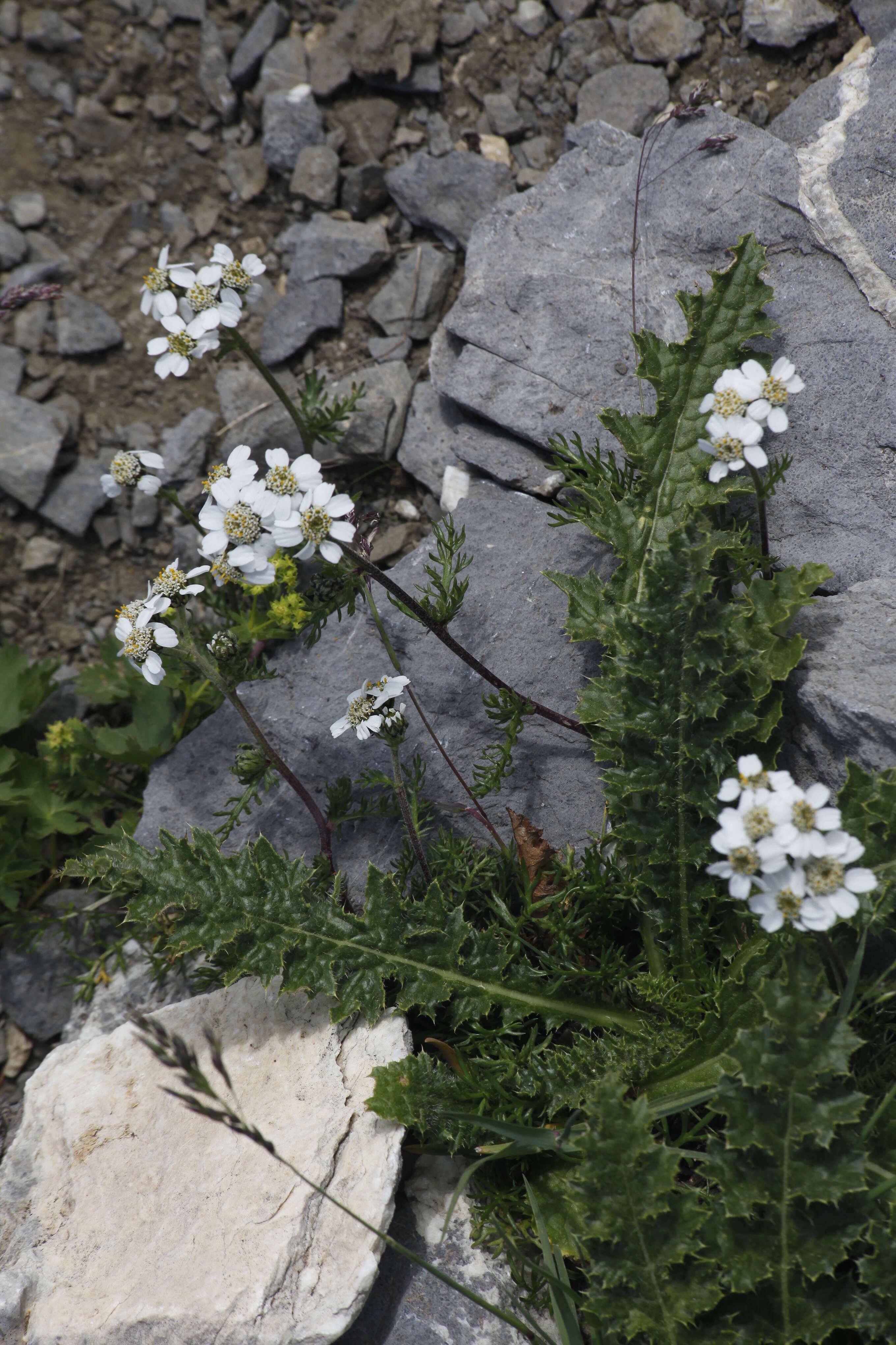 Achillea atrata L. resmi