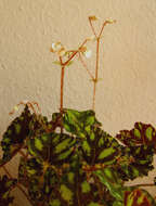 Image of Begonia bowerae Ziesenh.