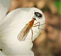 Image of Empis lutea Meigen 1804