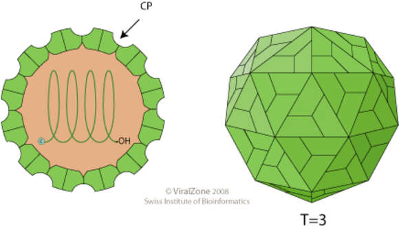 Image of Tombusviridae