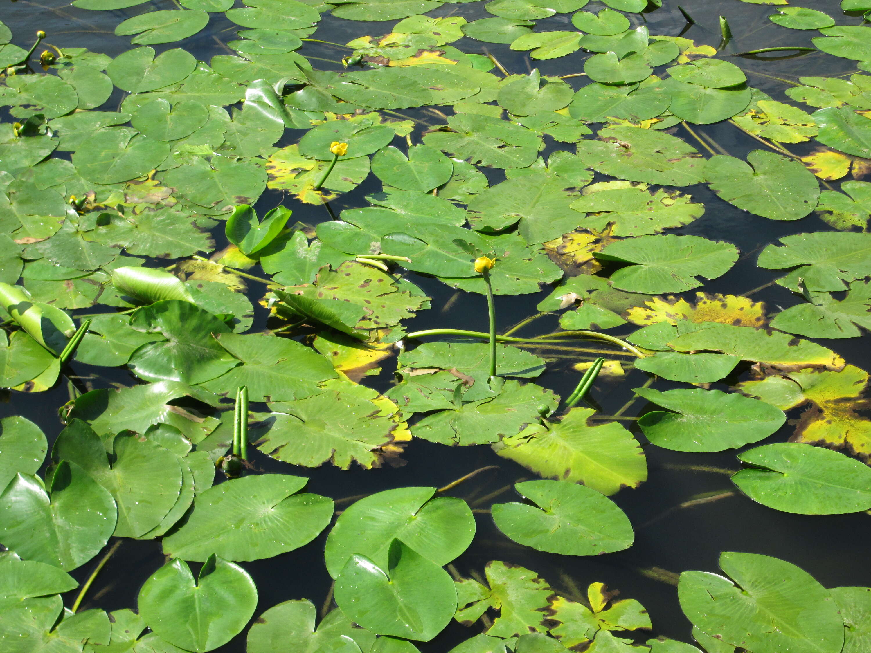 Image of Yellow Water-lily